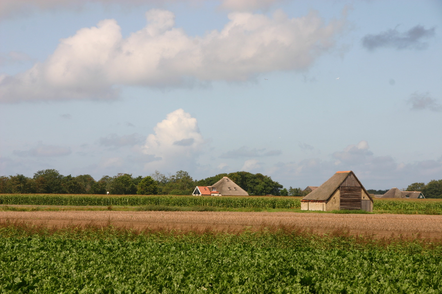 Een schuur in het weiland bij de Waal